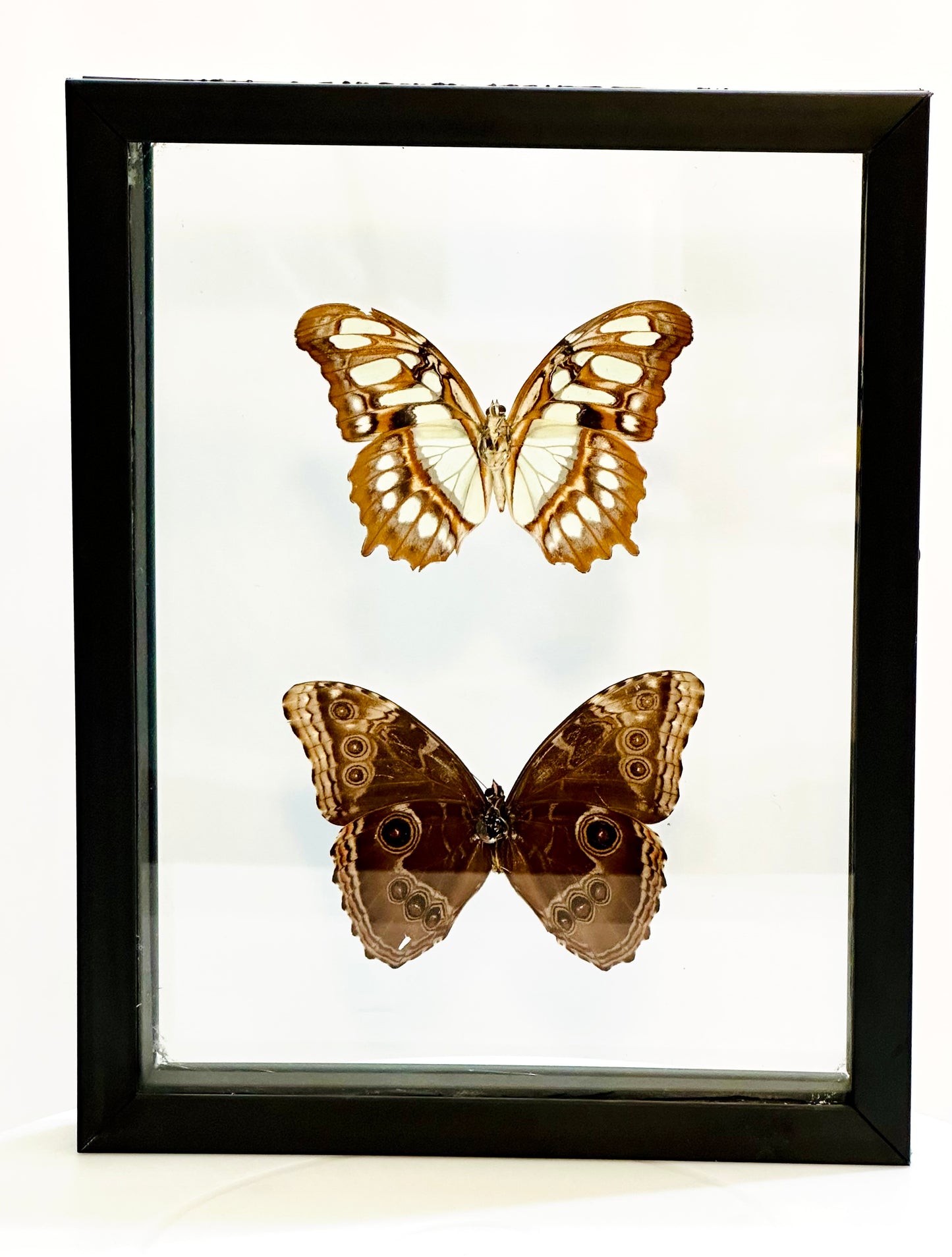 Framed Butterflies from Green Hills