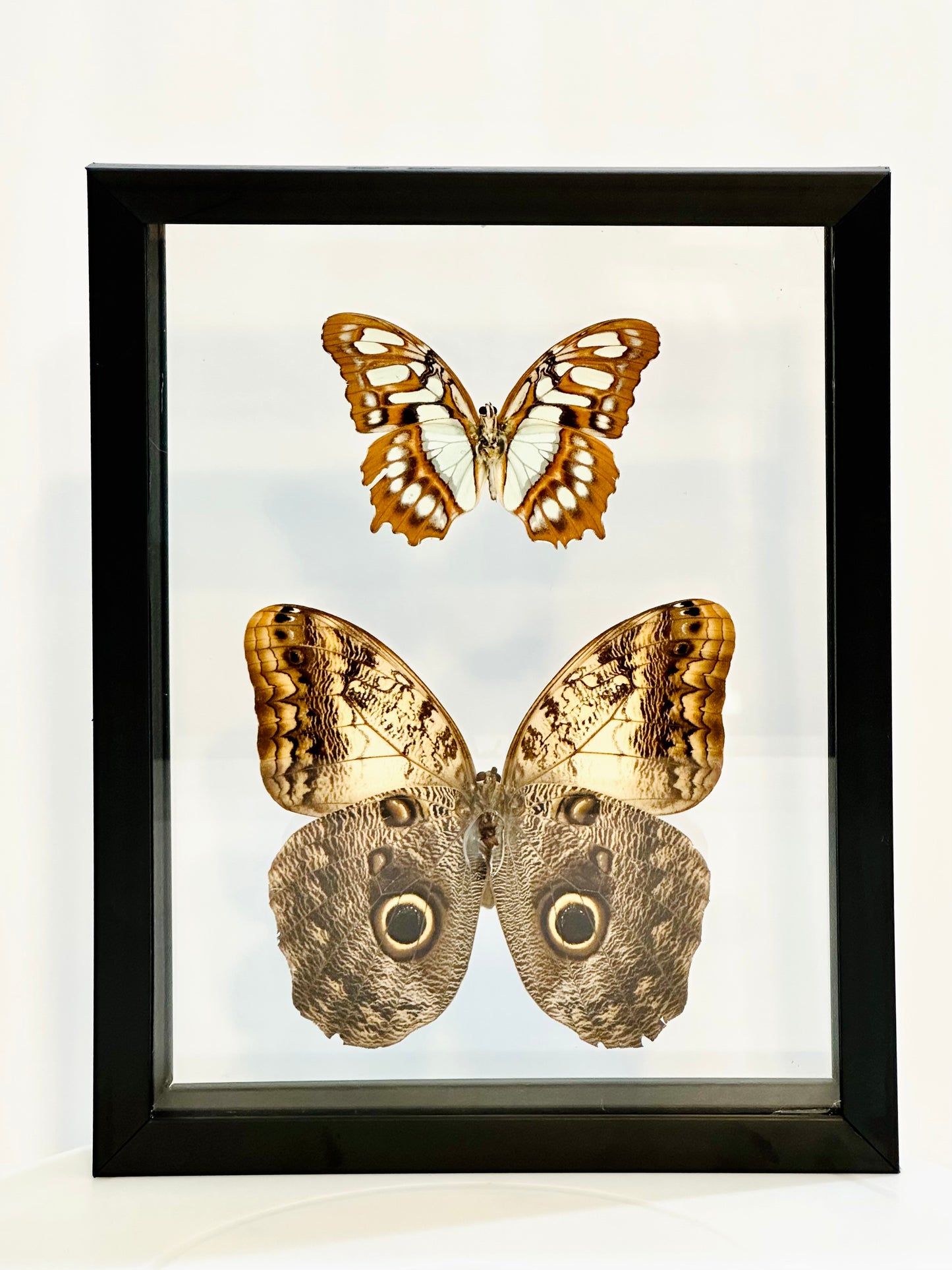 Framed Butterflies from Green Hills