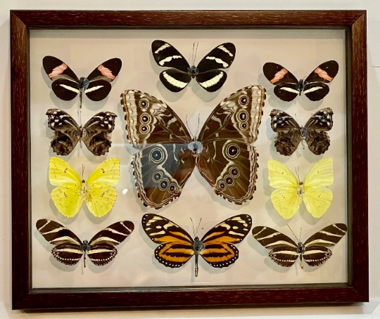 Framed Butterflies from Green Hills