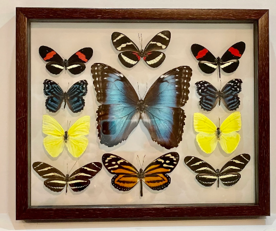 Framed Butterflies from Green Hills