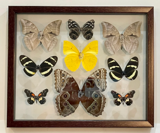Framed Butterflies from Green Hills
