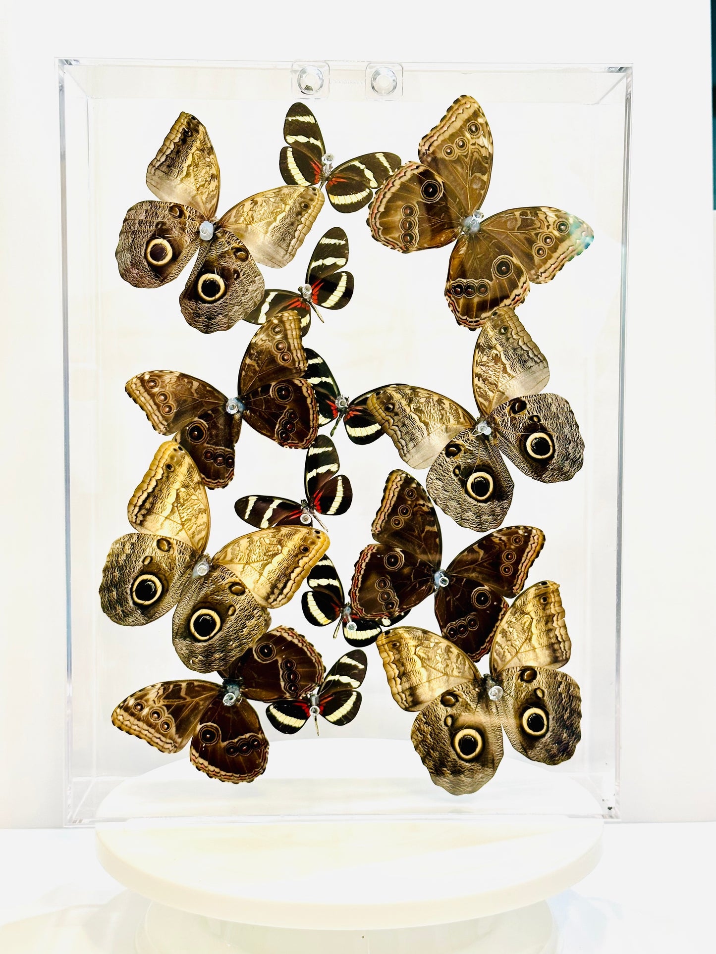 Green Hills Butterflies in Acrylic Shadow Box