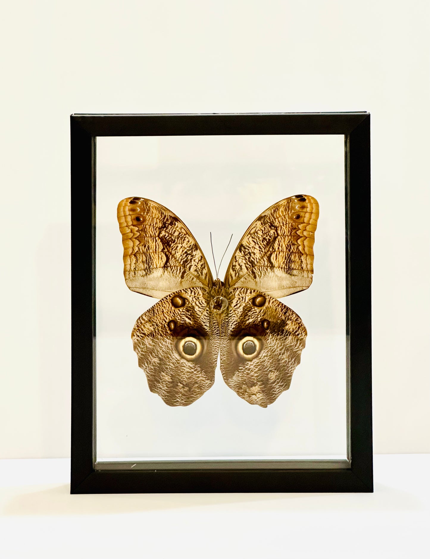 Framed Butterflies from Green Hills