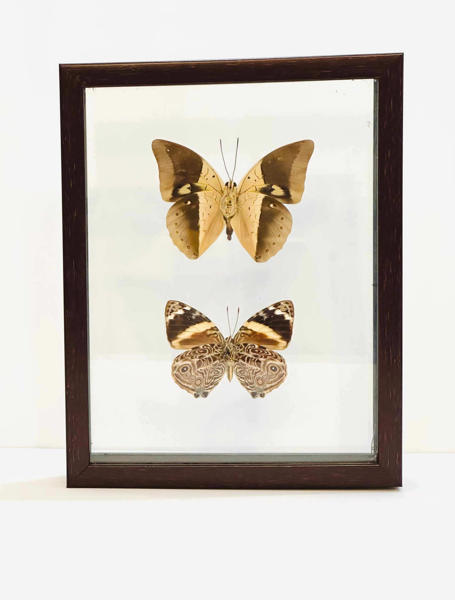Framed Butterflies from Green Hills