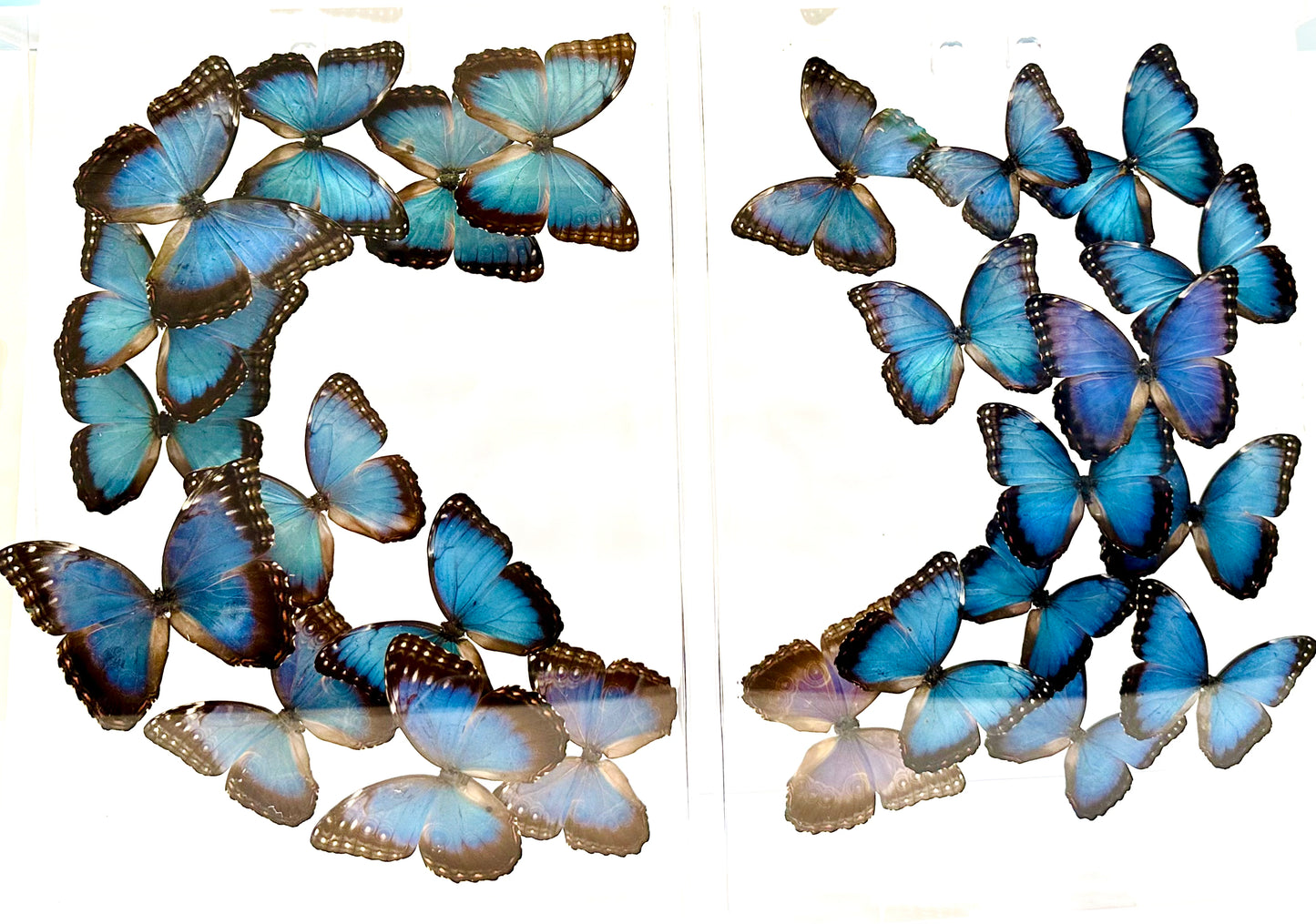 Green Hills Butterflies in Acrylic Shadow Box