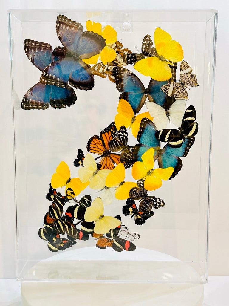 Green Hills Butterflies in Acrylic Shadow Box