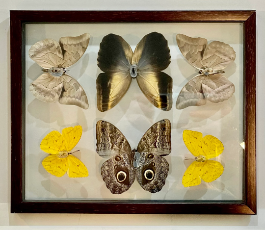Framed Butterflies from Green Hills