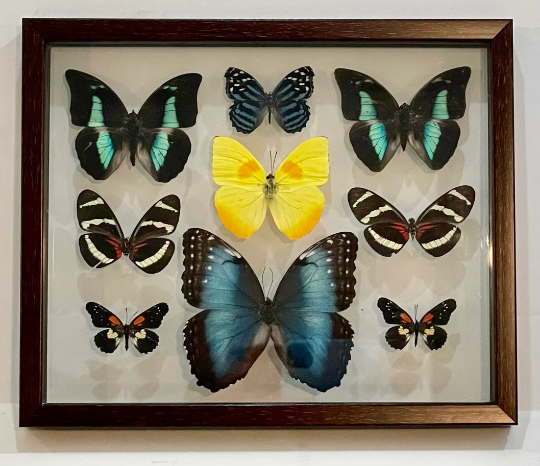 Framed Butterflies from Green Hills