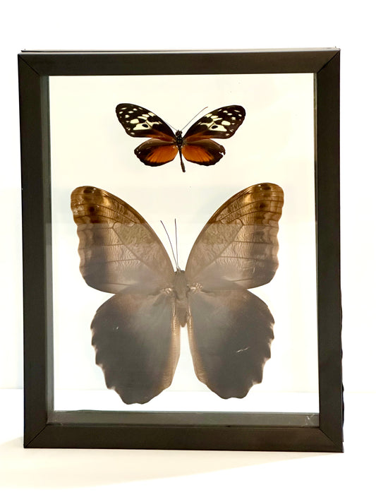 Framed Butterflies from Green Hills
