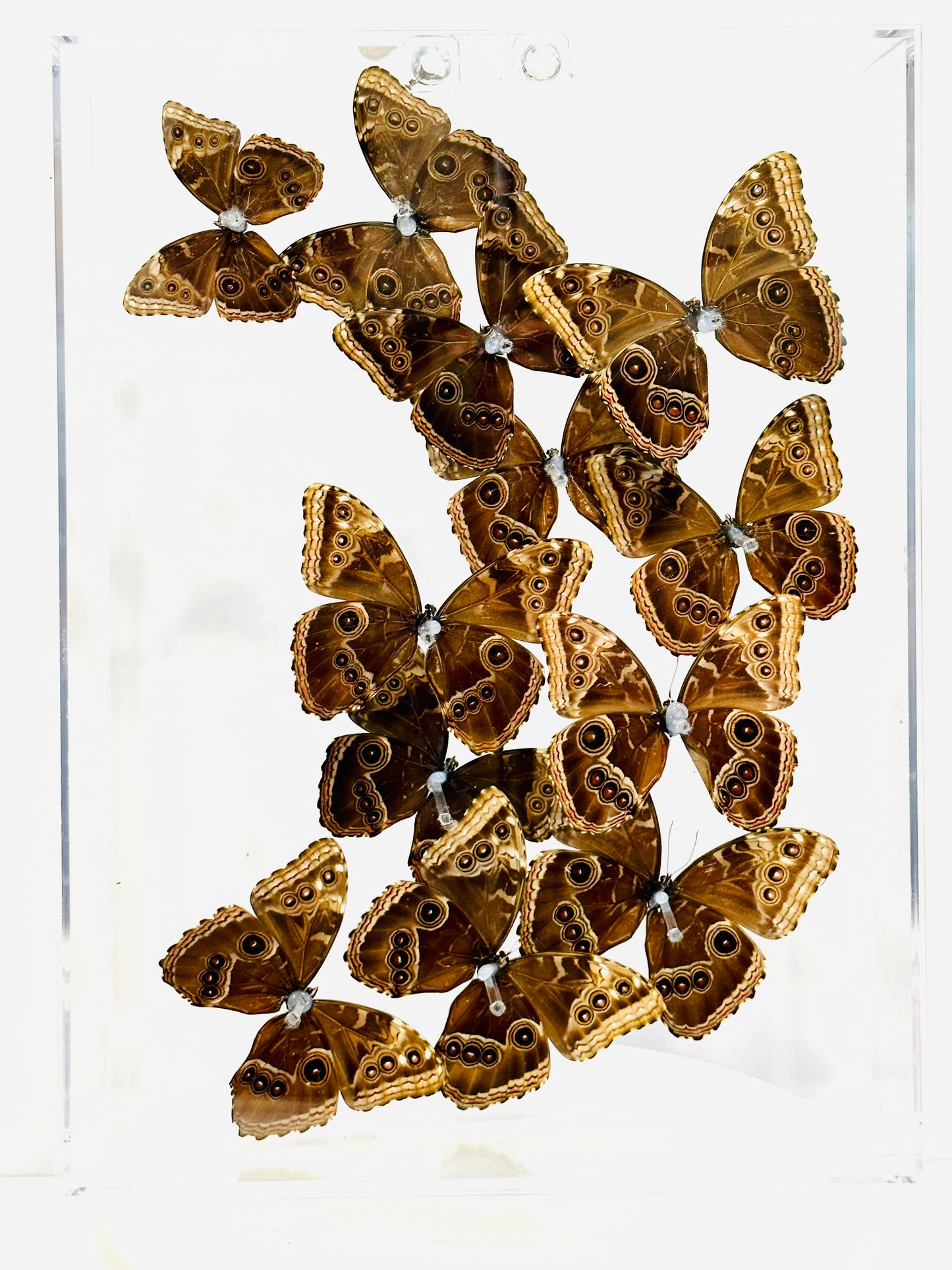 Green Hills Butterflies in Acrylic Shadow Box