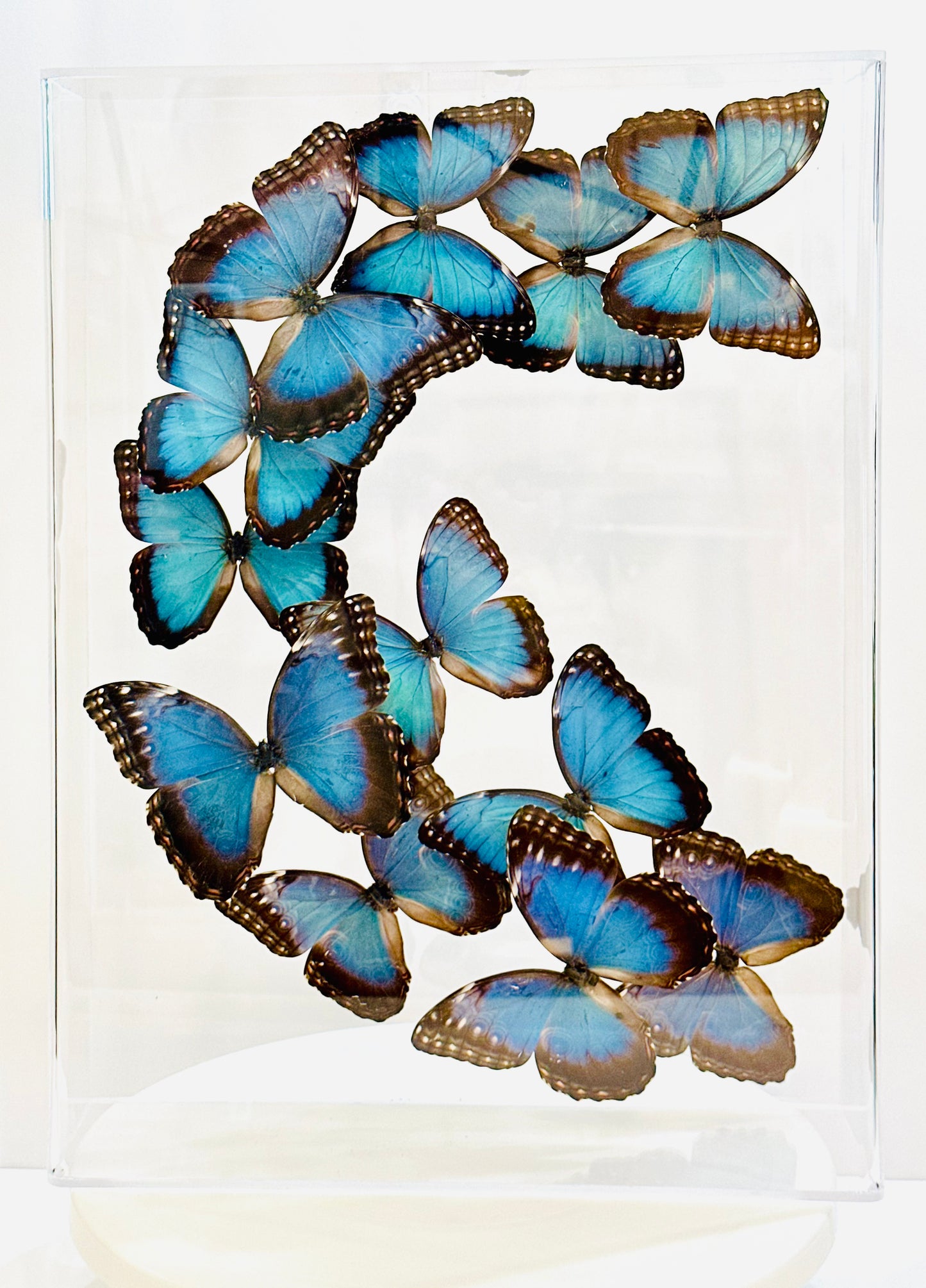 Green Hills Butterflies in Acrylic Shadow Box