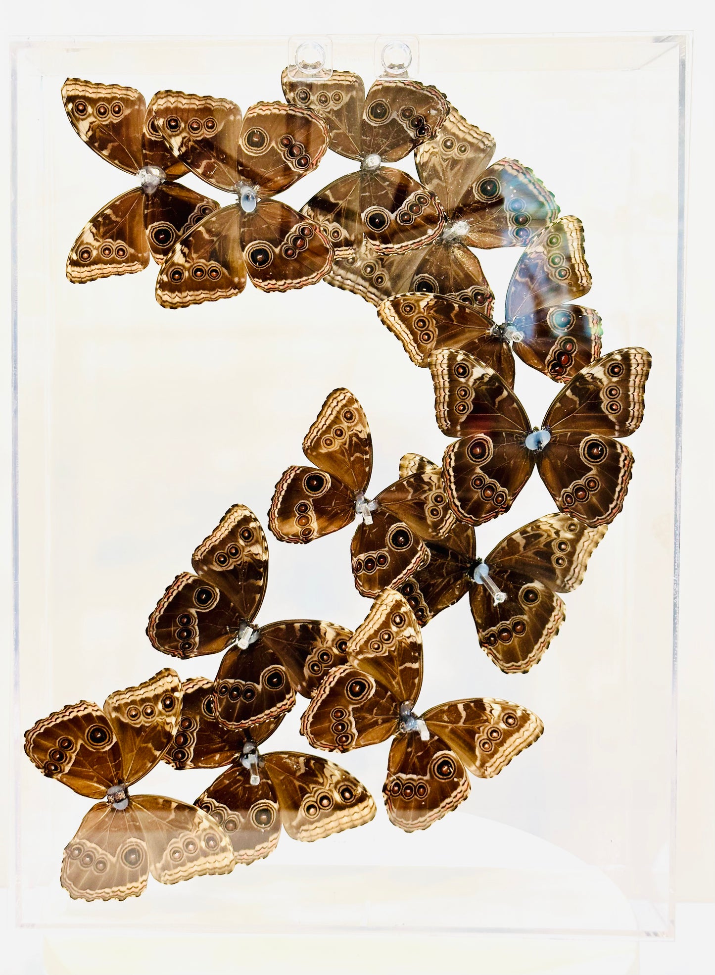 Green Hills Butterflies in Acrylic Shadow Box