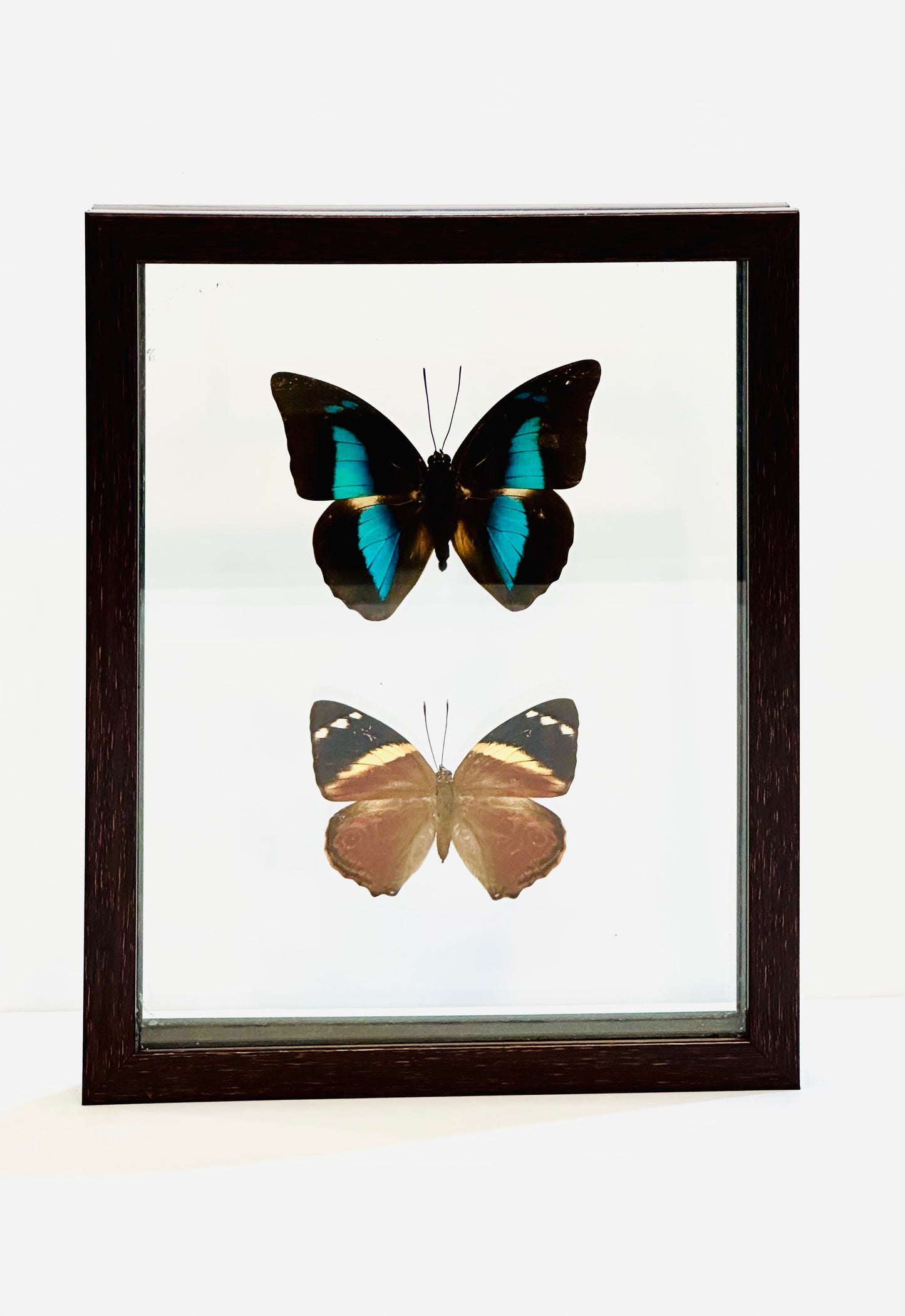 Framed Butterflies from Green Hills