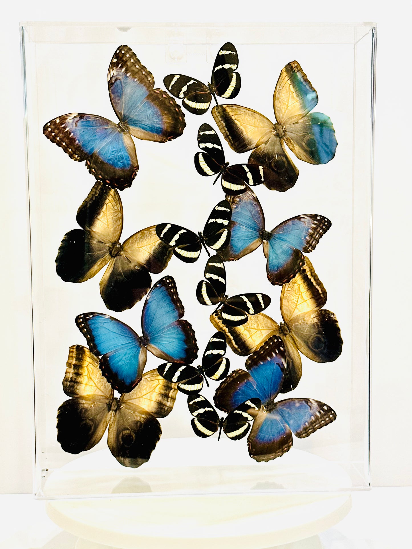 Green Hills Butterflies in Acrylic Shadow Box